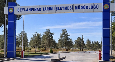 Şanlıurfa’da Dev Vurgun! 69 Kuyunun Kablolarını Çalarken Yakalandı