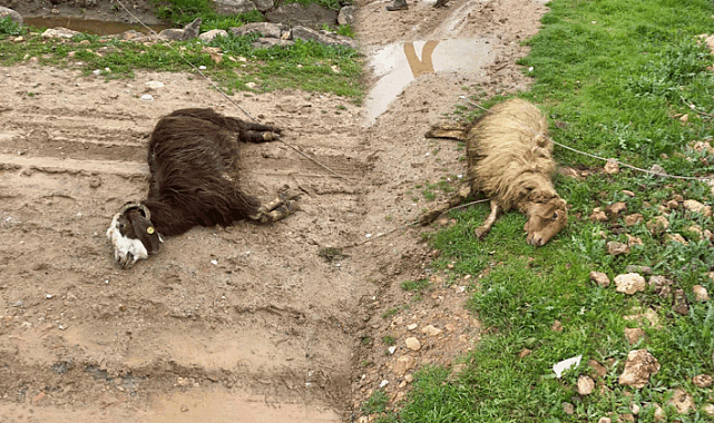 Şanlıurfa’da Elektrik Akımına Kapılan Koyunlar Telef Oldu!