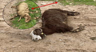 Şanlıurfa’da Elektrik Akımına Kapılan Koyunlar Telef Oldu!