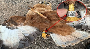 Şanlıurfa’da Şaşırtan Olay! Şahin Üzerindeki Etiket Dikkat Çekti