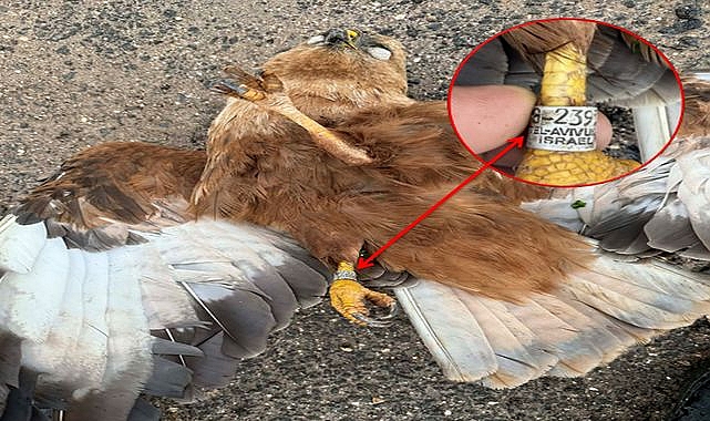 Şanlıurfa’da Şaşırtan Olay! Şahin Üzerindeki Etiket Dikkat Çekti