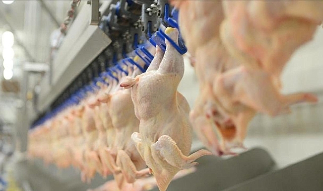 Tavuk ve Yumurta Üretiminde Yıllık Artış Yüzde 15’i Buldu!