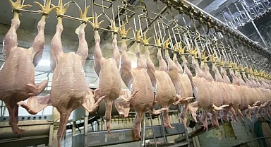 Tavuk ve Yumurta Üretiminde Yıllık Artış Yüzde 15’i Buldu!