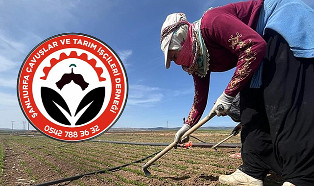 Şanlıurfa'da 2026 Tarım İşçiliği Ücretleri Açıklandı