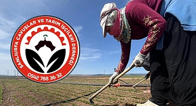 Şanlıurfa'da 2026 Tarım İşçiliği Ücretleri Açıklandı
