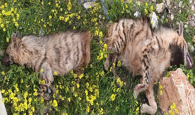Şanlıurfa’da Doğa Katliamı Çizgili Sırtlan Yolda Can Verdi!