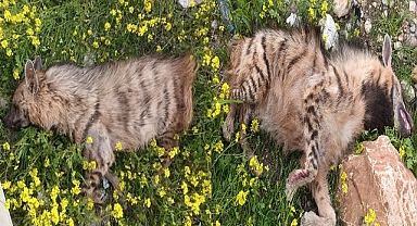 Şanlıurfa’da Doğa Katliamı Çizgili Sırtlan Yolda Can Verdi!