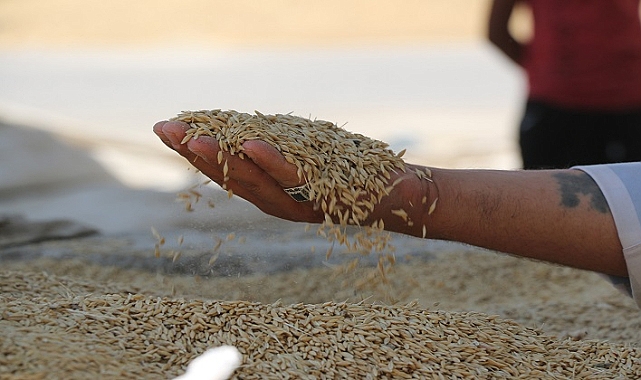 Şanlıurfa’da Hububat Fiyatları Açıklandı! Mısır 14 Bin TL’ye Satılıyor