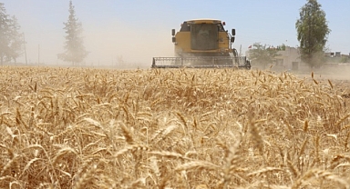 Şanlıurfa’da Hububat Fiyatları Açıklandı! Mısır 14 Bin TL’ye Satılıyor