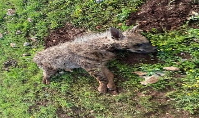 Şanlıurfa’da Nesli Tehlikedeki Olan 1 Çizgili Sırtlan Daha Telef Oldu!