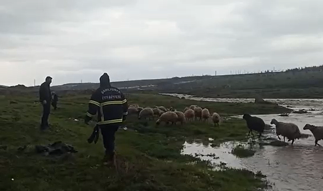Siverek’te Dereye Düşen Çoban ve 40 Koyun Kurtarıldı