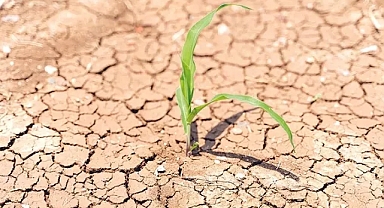 TMO Raporu Tarımda Tehlike Çanlarını Çaldı! İşte Detaylar