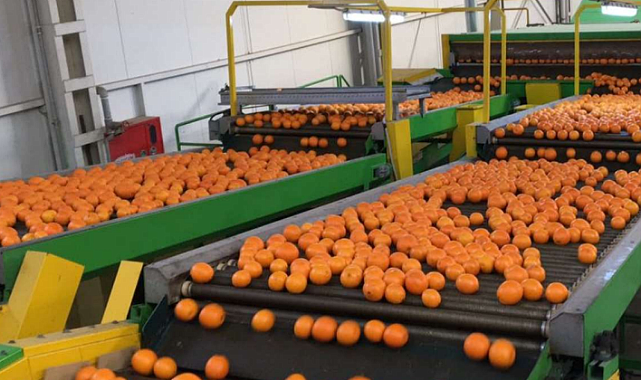 Türkiye’den Dev İhracat Hamlesi Turunçgil Geliri Katlandı!