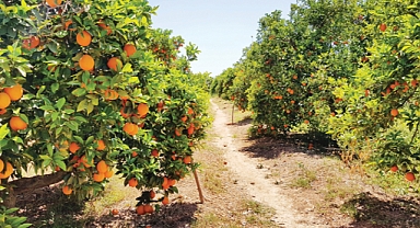 Türkiye’den Dev İhracat Hamlesi Turunçgil Geliri Katlandı!