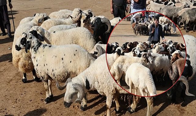 Urfa’da Kurban Pazarı Hareketlendi Güncel Fiyatlar ve Hisse Bedelleri Açıklandı