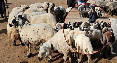 Urfa’da Kurban Pazarı Hareketlendi Güncel Fiyatlar ve Hisse Bedelleri Açıklandı