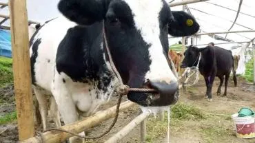 Aydın’da Şap Hastalığı Paniği Karantina Başlatıldı